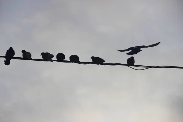 Vögel in der städtischen Winterumgebung. Tauben sitzen in einer Reihe auf den Drähten — Stockfoto