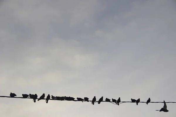 birds in urban winter environment. Pigeons sitting group in a row on the wires