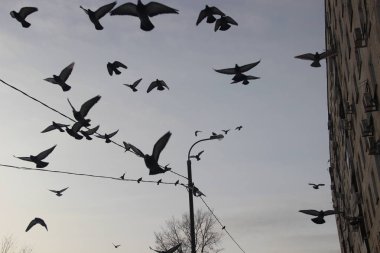 kuşlar kentsel kış ortamında. Gri-mavi kış gökyüzü ve çok katlı konut binası unsurları karşı güvercinler sinek.