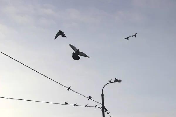 Aves em ambiente urbano de inverno. Pombos voam contra o céu de inverno cinza-azul e elementos de um edifício residencial de vários andares . — Fotografia de Stock