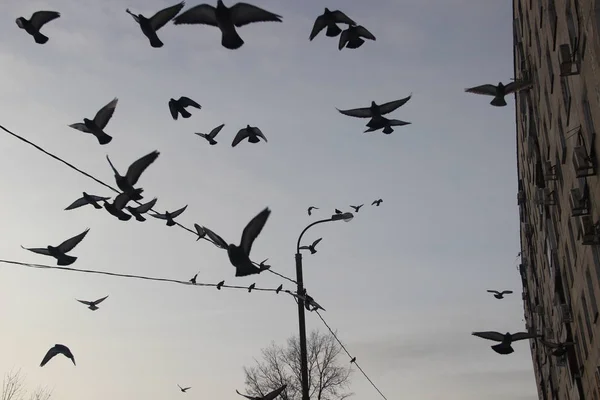 Aves em ambiente urbano de inverno. Pombos voam contra o céu de inverno cinza-azul e elementos de um edifício residencial de vários andares . — Fotografia de Stock