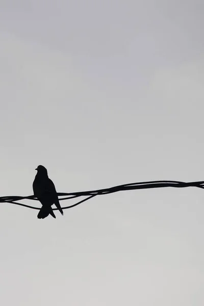Habitat Urbain Hivernal Des Oiseaux Pigeon Assoit Rang Sur Les — Photo