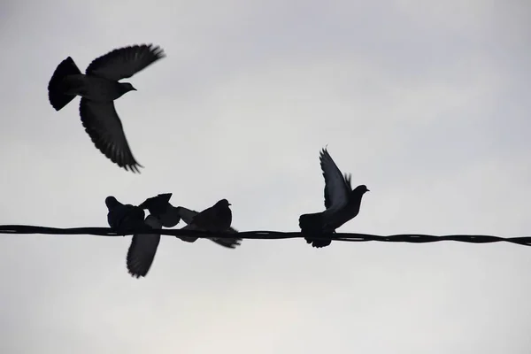 鳥の冬の都市生息地 ハトは 青灰色の冬の空に対してワイヤ上の行に座っています バックライト付き — ストック写真