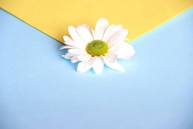 Beyaz papatya çiçek merkezi yakın çekim güzel iki renkli zarf. İlkbahar, yaz ve parlak renkler varış kavramı. Sarı ve mavi su sıçramalarına ve bulanıklık.