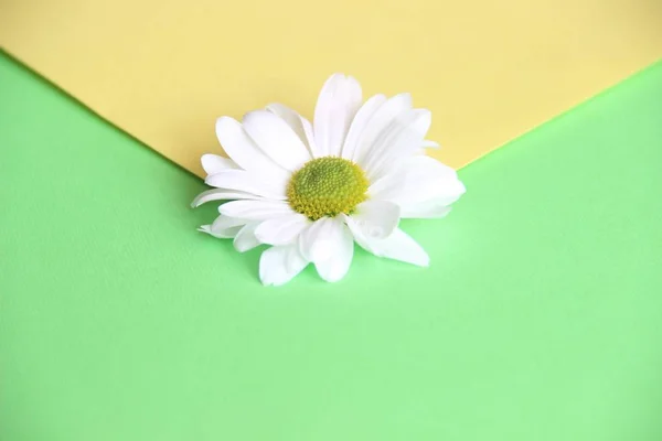 Beautiful Two Color Envelope White Daisy Flower Center Close Concept — Stock Photo, Image