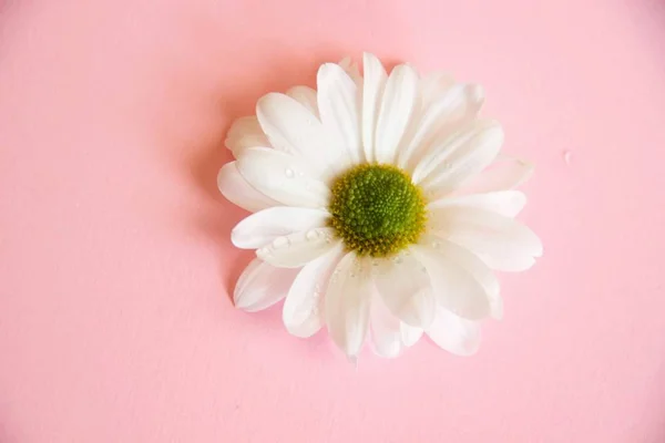 Una flor de crisantemo blanco está sobre un fondo rosa, de cerca — Foto de Stock