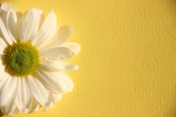 Una flor de crisantemo blanco está sobre un fondo beige, de cerca — Foto de Stock