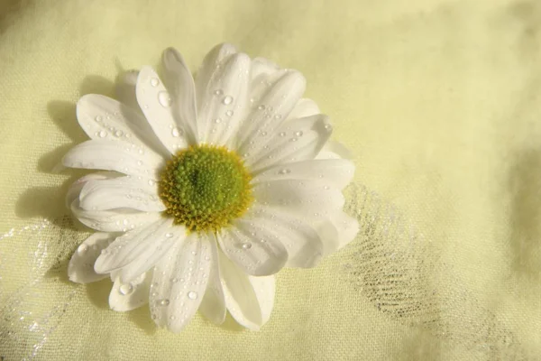Gentles white chamomile on a yellow cloth background. — Stock Photo, Image