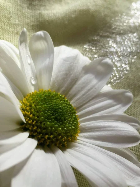 Manzanilla blanca suave sobre un fondo de tela amarilla . — Foto de Stock