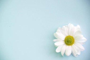 Mavi bir arka plan üzerinde beyaz krizantem, bir çiçektir