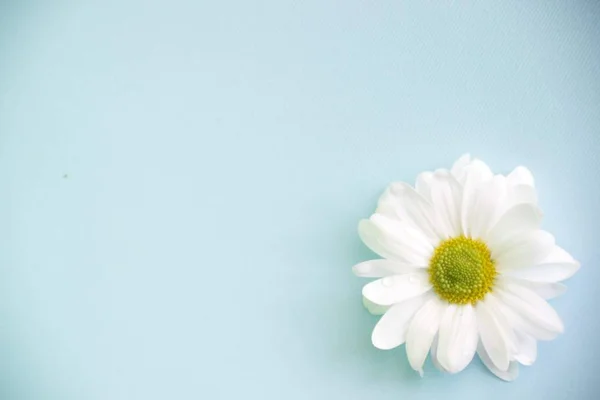 Una flor de crisantemo blanco está sobre un fondo azul — Foto de Stock