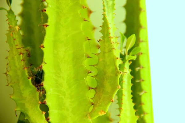 Muitas folhas de cacto verde com picos, foco seletivo . — Fotografia de Stock