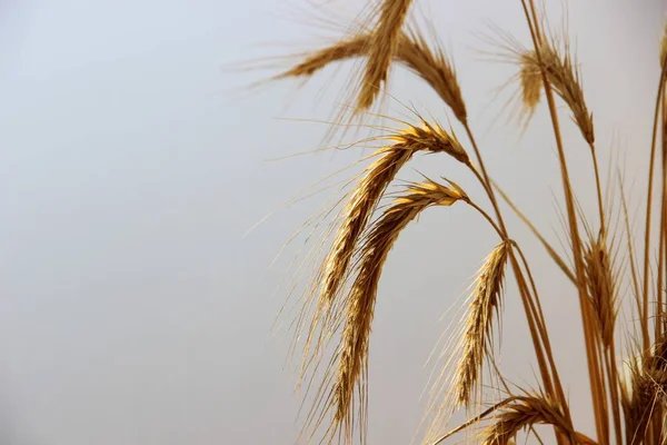 Много золотых колосьев пшеницы в тумане на рассвете, крупным планом — стоковое фото