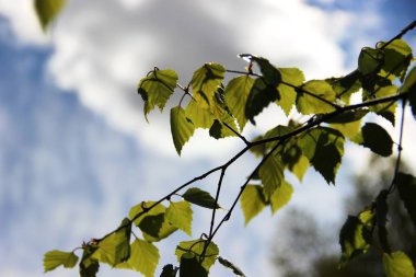 yaprakları ile huş dalı, beyaz bulutlar ile mavi gökyüzü, bulanıklık. Bahar çiçekli ve alerjik reaksiyonların zamanıdır