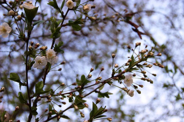 Wiśnia kwitnąca wiosną i błękitne niebo — Zdjęcie stockowe