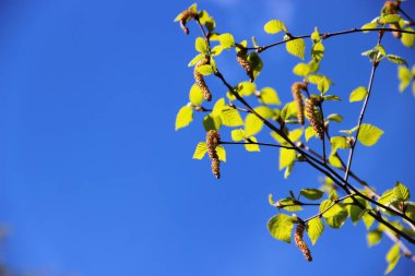 Bahar yeşil yaprakları ve çiçekli huş küpe, beyaz bulutlar ile mavi gökyüzüne karşı fotoğraf.