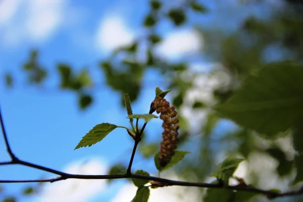 Tak van groene bladeren en bloeiende berken oorbellen op een blauwe hemel met witte wolken. Berken kruid — Stockfoto