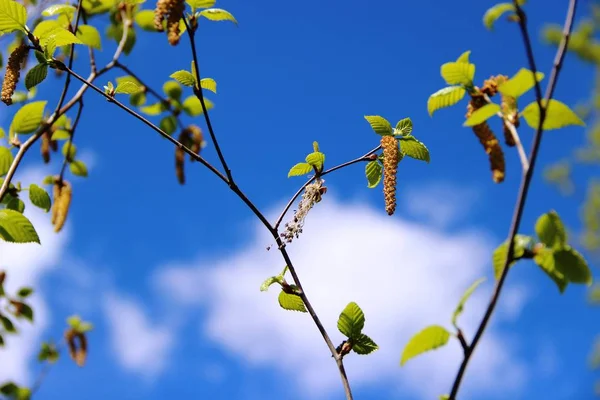 Foglie verdi primaverili e orecchini di betulla fioriti contro il cielo blu con nuvole bianche. allergia ai fiori di betulla — Foto Stock