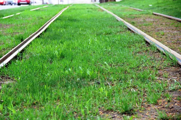 Young grass on tram tracks in spring — Stock Photo, Image