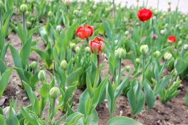 kırmızı laleler kentsel bir ortamda bahar.