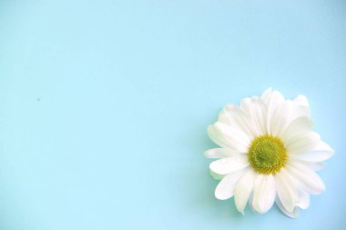 açık mavi bir arka plan üzerinde beyaz krizantem bir çiçek, yakın çekim. Papatya çiçeği nde en iyi manzara.