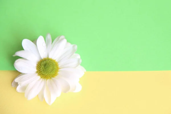 Flor de margarita blanca izquierda sobre fondo amarillo y verde, dividida horizontalmente — Foto de Stock