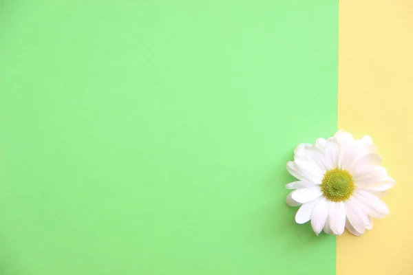 Flor de margarita blanca sobre fondo amarillo y verde dividido vertical — Foto de Stock