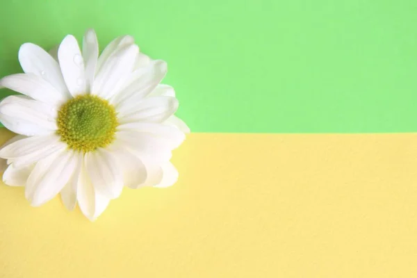 Una flor de Margarita Blanca izquierda sobre fondo amarillo y verde, dividida horizontalmente — Foto de Stock