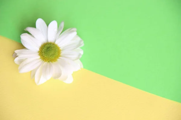 Una flor de margarita blanca izquierda sobre fondo amarillo y verde dividido diagonalmente, tema concepto de belleza — Foto de Stock