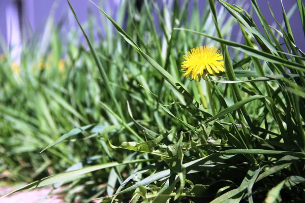 One yellow dandelion, eco-friendly green grass in the midday heat. Spring green grass.