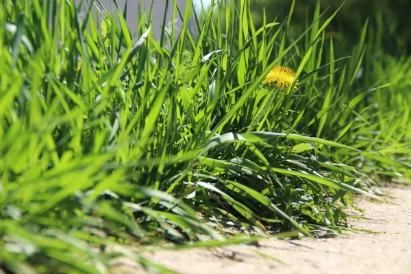 Spring green grass, with yellow dandelion. green grass in bright sunlight. — Stock Photo, Image