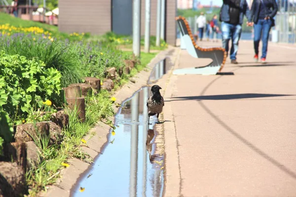 Cuervo cerca del charco. primavera en la ciudad. Gran cuervo en un paseo en un día soleado — Foto de Stock