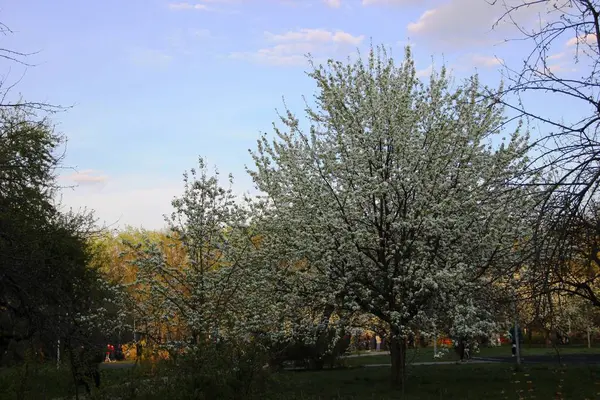 Las peras blancas florecen. Hora dorada en la noche de primavera en el parque de la ciudad — Foto de Stock