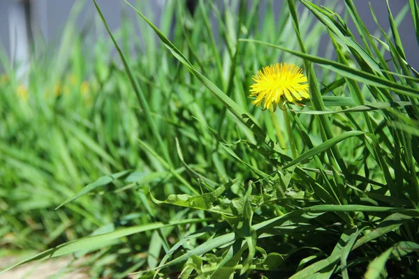 eco-friendly green grass in the midday heat. green grass, with one yellow dandelion