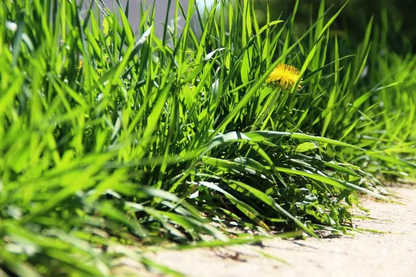 Green grass, with yellow dandelion. green grass in bright sunlight. — Stock Photo, Image