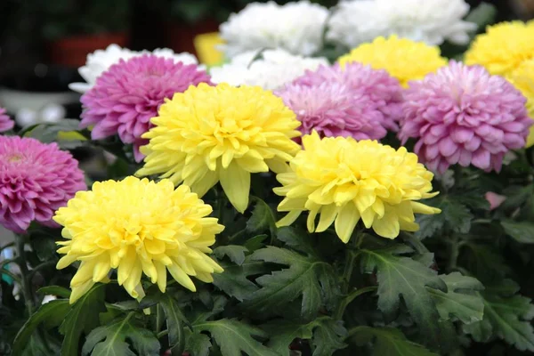 Aster çiçekleri parlak sarı, soluk pembe ve beyaz renktedir. Bahçe için mağazada çiçekli asters seçimi Çeşitli