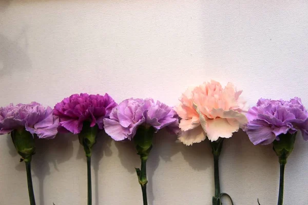 Five different colored carnation flowers in a row and shadows on the background. lilac, purple and pink flowers carnations