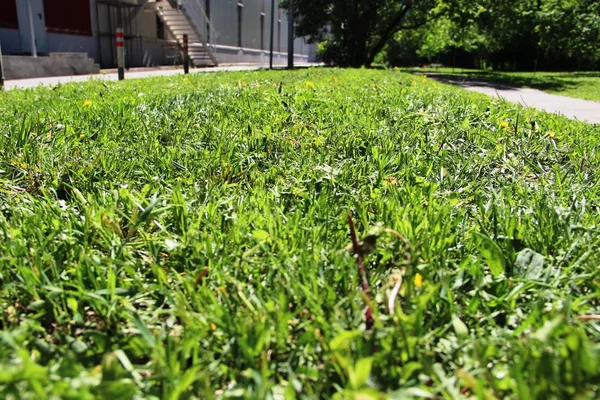Mowed grass, the work of urban utilities. urban lawn — Stock Photo, Image
