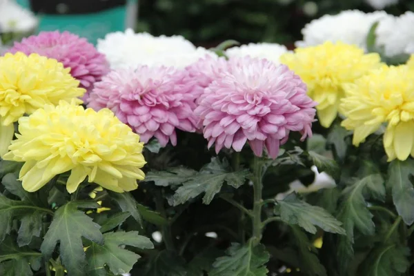 Wiele kwiatów Aster żółty, różowy i biały kolor. Różnorodność wybór kwitnących Astry w sklepie na ogród — Zdjęcie stockowe