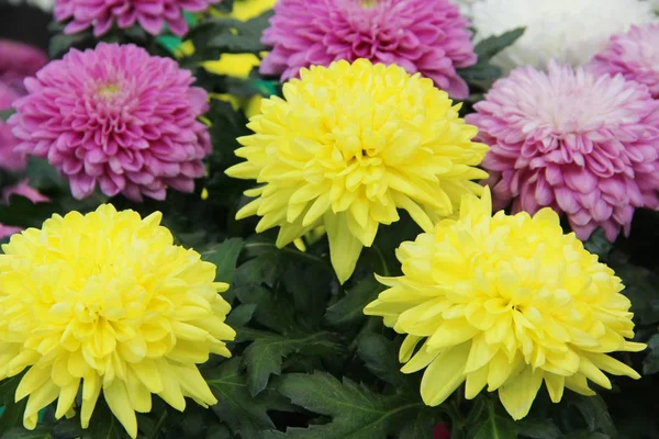 Aster çiçekler sarı ve pembe renk. Bahçe için mağazada çiçekli asters seçim çeşitliliği