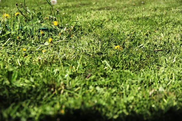 Mowed grass. urban lawn, ecology of the big city. — Stock Photo, Image