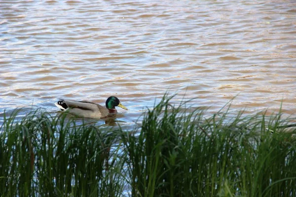 El pato salvaje flotando en el río, vista desde la orilla del río con hierba verde . — Foto de Stock