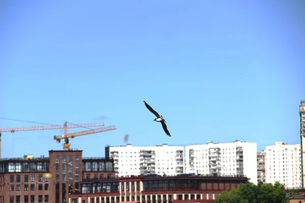 建筑起重机，城市的高层公寓楼和蓝天中的河鸥 — 图库照片