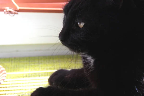Chat noir assis sur la fenêtre . — Photo
