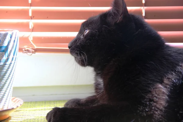 Chat noir assis sur la fenêtre. Chat couleur noire se trouve sur le rebord de la fenêtre . — Photo