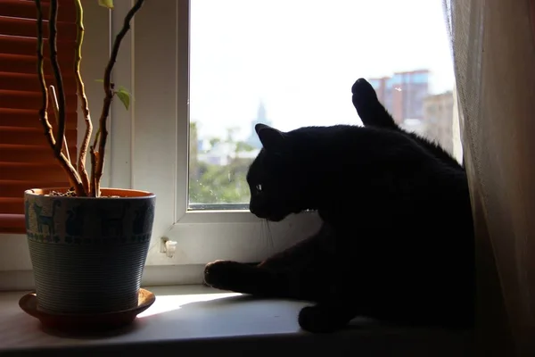 Gros chat noir lave sur le rebord de la fenêtre dans un après-midi ensoleillé — Photo