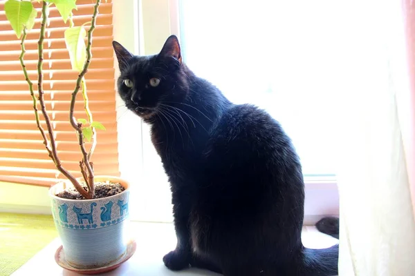 Bruna gardiner, blomma Valeriana i potten och stor svart hane katt på fönsterbrädan. Solig dag — Stockfoto