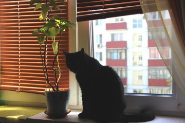 kahverengi perdeler, tencerede bir çiçek Kediotu ve pencere dikme konut evlerde büyük siyah erkek kedi.