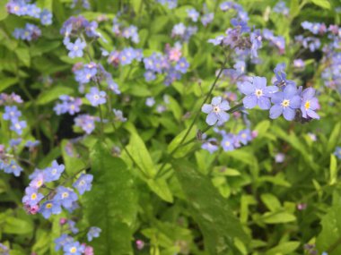 Minik mavi unutma beni. bahar kır çiçekleri