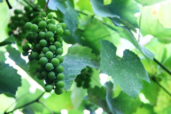 Large bunch of grapes ripens in green foliage, Sunny day. secrets of winemaking — Stock Photo, Image